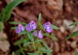 Galeopsis ladanum. Верхушка побега с соцветием. Сербия, национальный парк Тара, плоскогорье Равна Тара, окраина луга, у дороги. 11.07.2019.