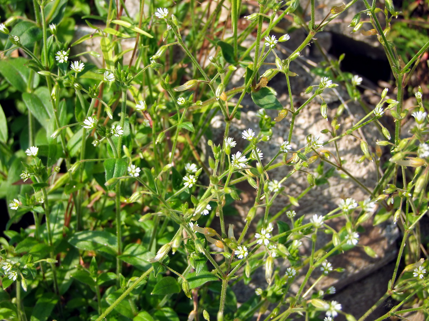 Image of Cerastium holosteoides specimen.