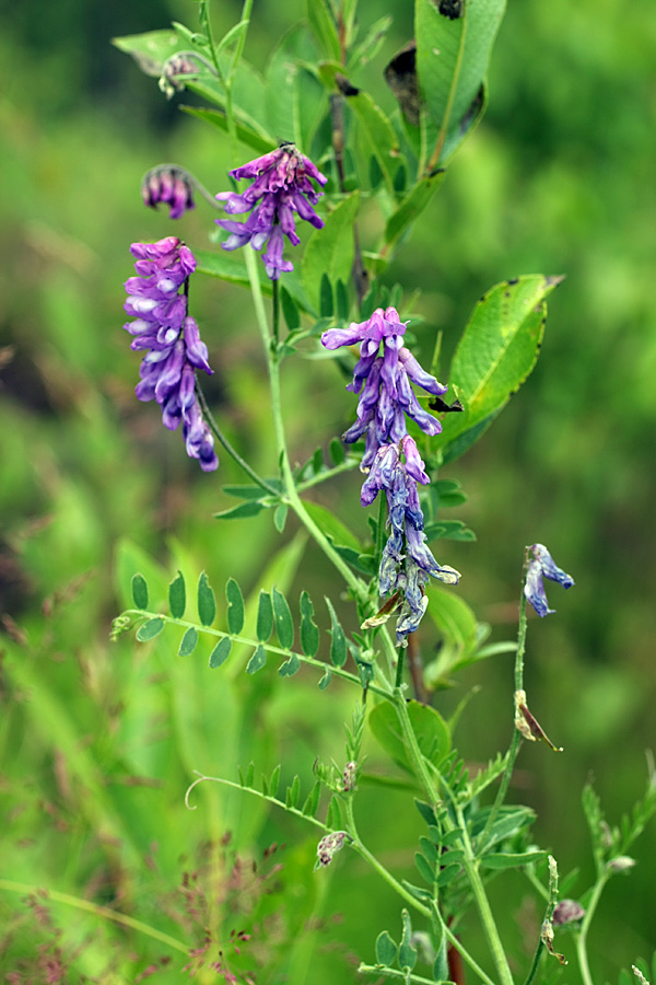 Image of Vicia cracca specimen.