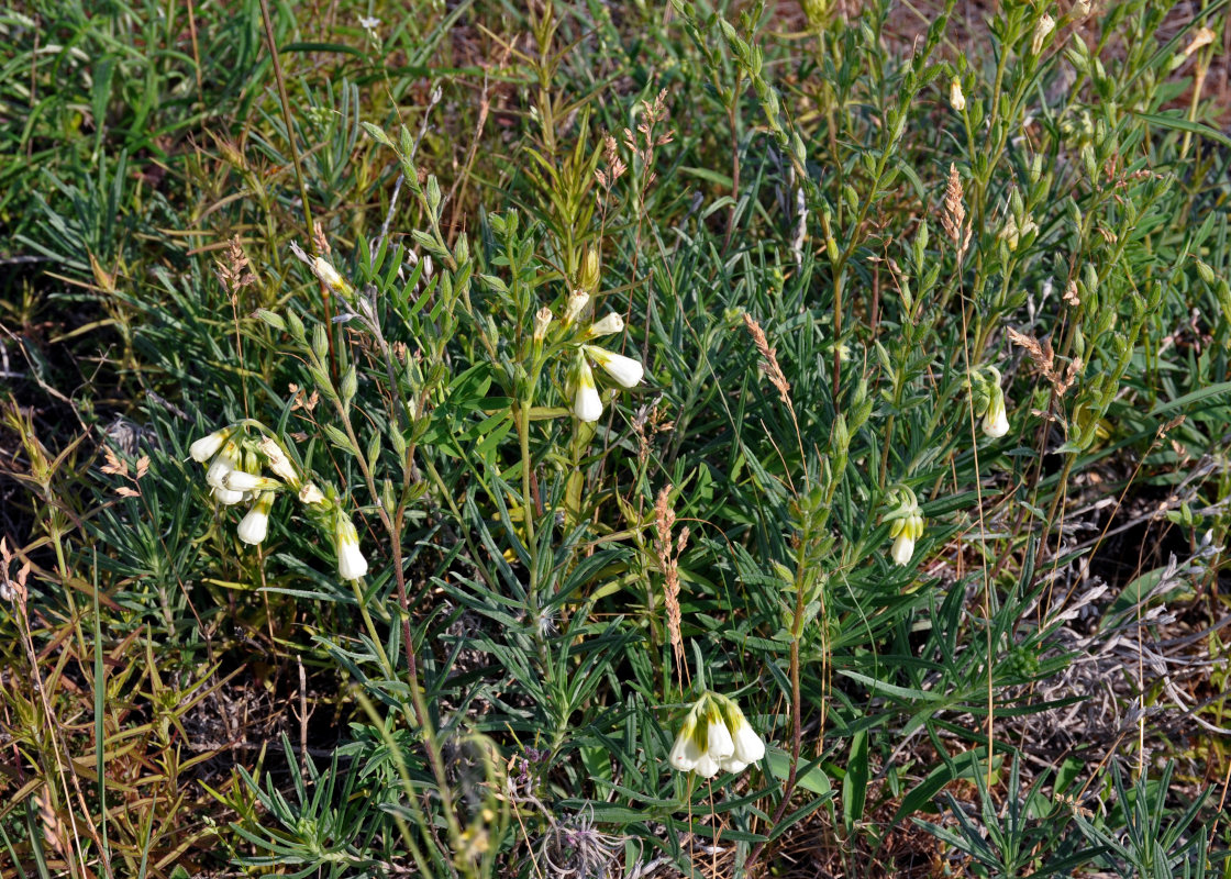 Изображение особи Onosma tanaitica.