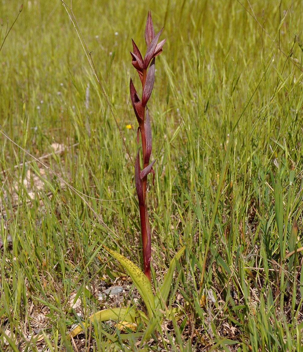 Image of Serapias bergonii specimen.