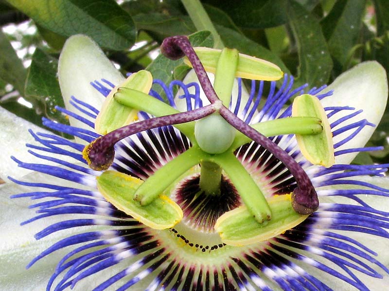 Изображение особи Passiflora caerulea.