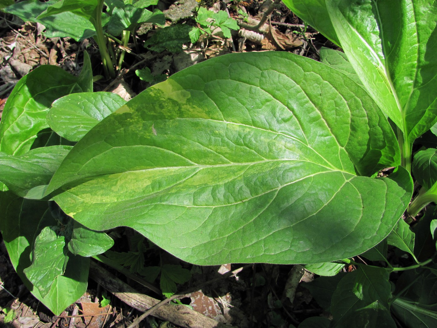 Image of Solenanthus biebersteinii specimen.