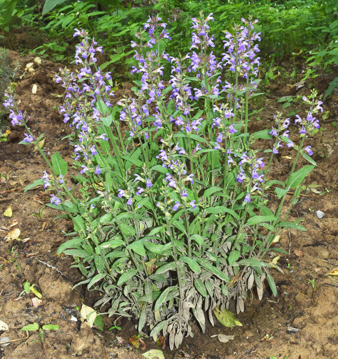 Image of Salvia officinalis specimen.