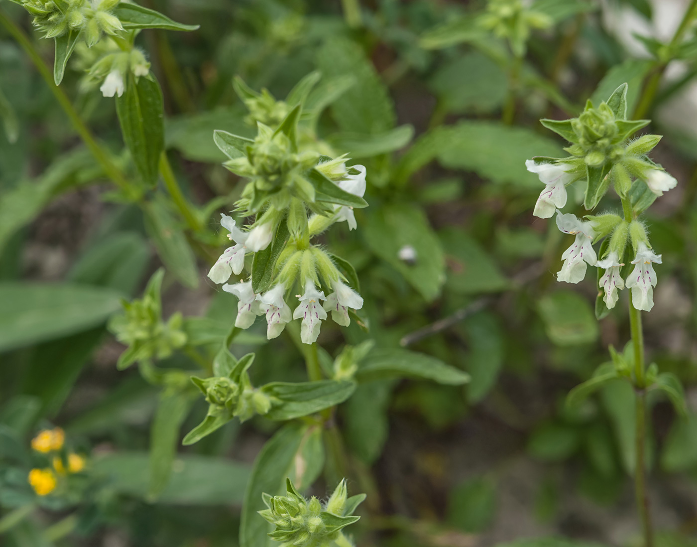 Изображение особи Stachys annua.