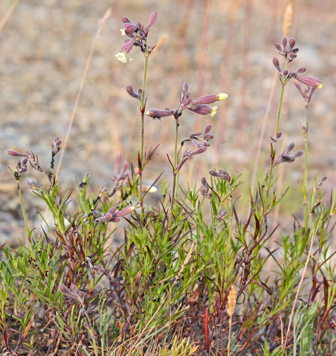 Image of Silene amoena specimen.