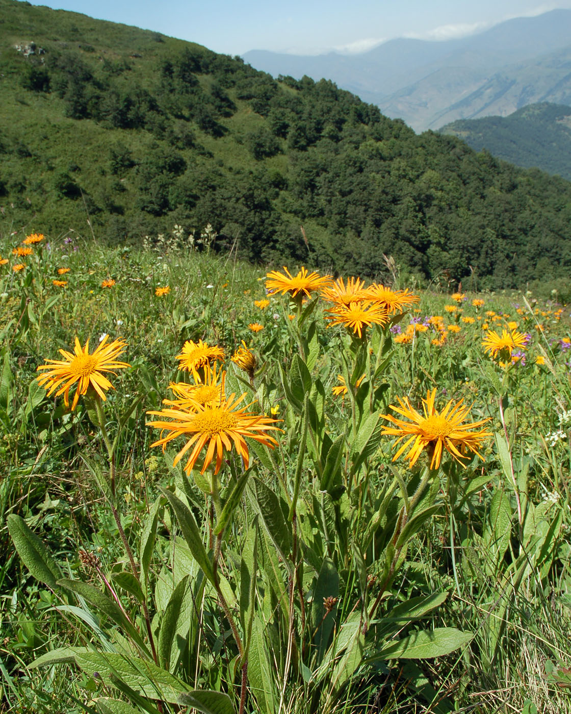 Изображение особи Inula orientalis.