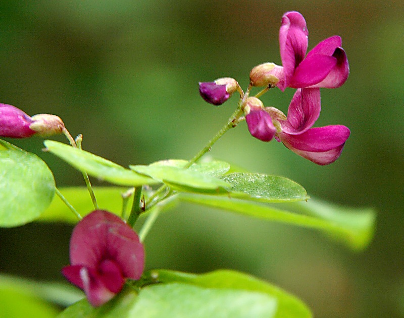 Image of Lespedeza bicolor specimen.