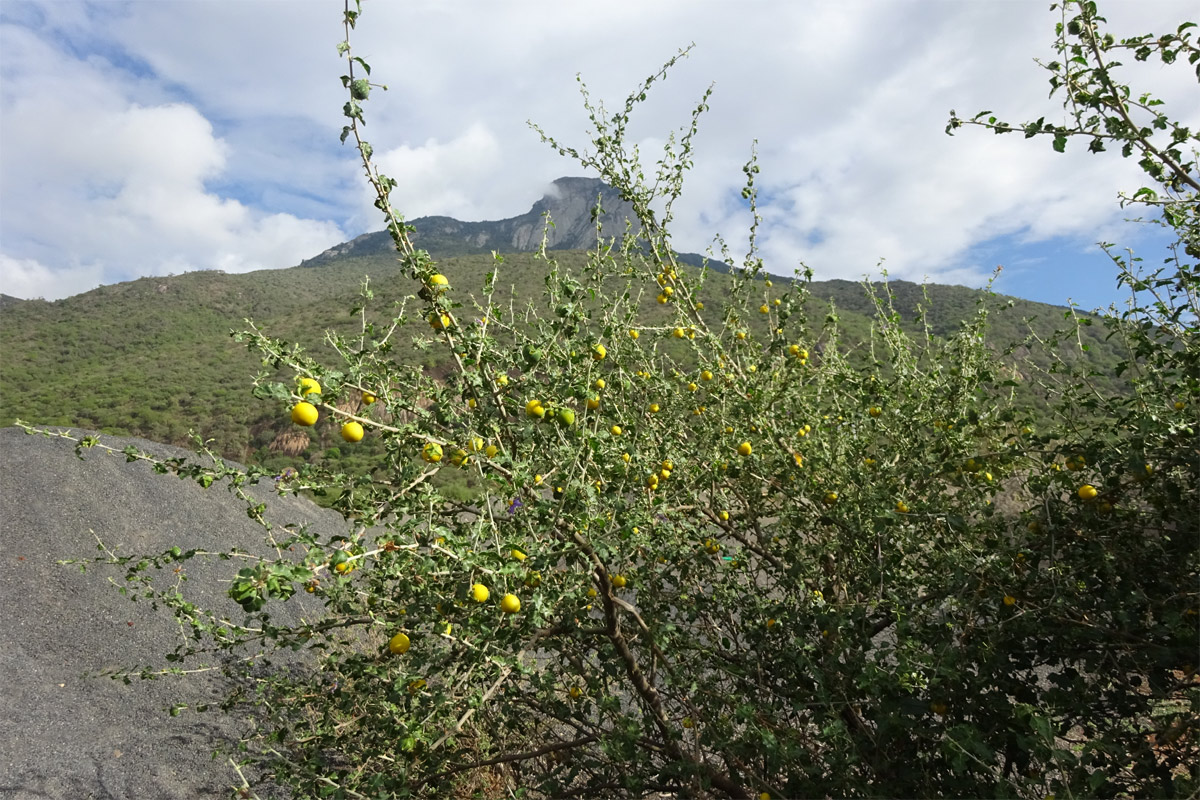 Image of Solanum arundo specimen.