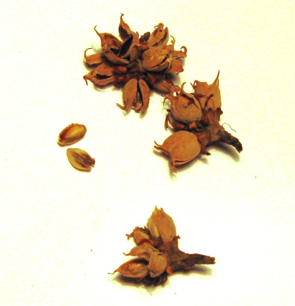 Image of Parrotia persica specimen.