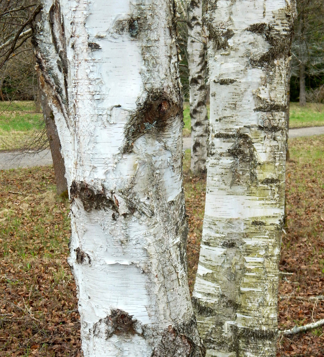 Image of Betula utilis var. jacquemontii specimen.