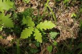 Quercus macranthera. Молодое растение. Республика Адыгея, Майкопский р-н, Скалистый хребет (Уна-Коз), широколиственный лес, край обрыва. 7 мая 2021 г.