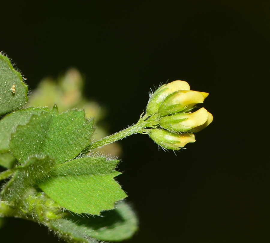 Изображение особи Medicago coronata.