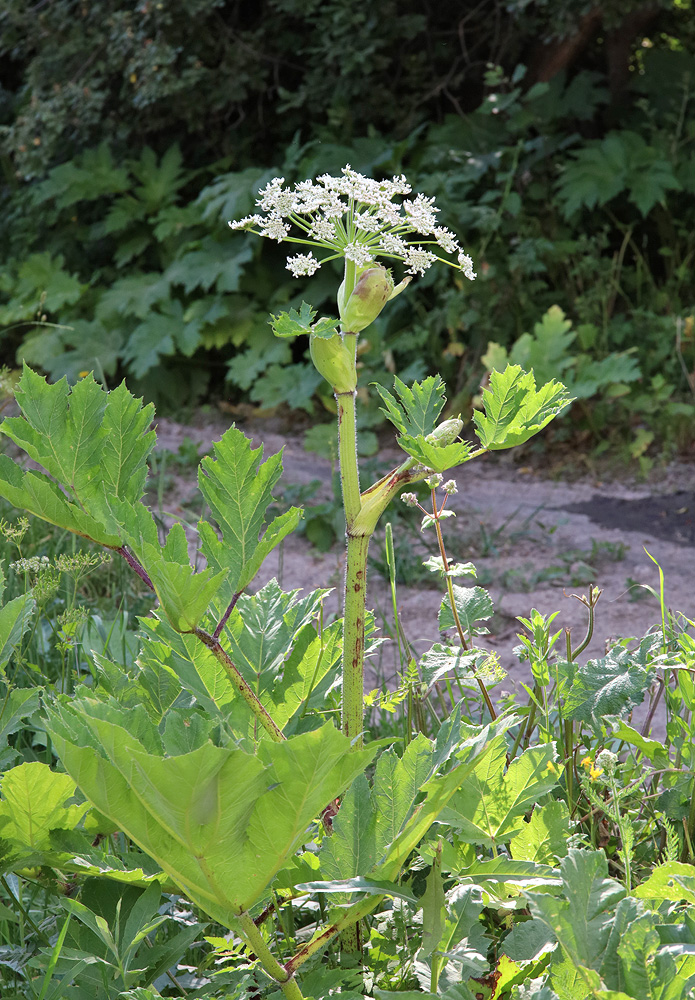 Image of Heracleum sosnowskyi specimen.