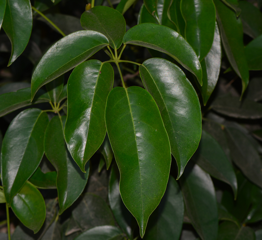 Image of Schefflera digitata specimen.