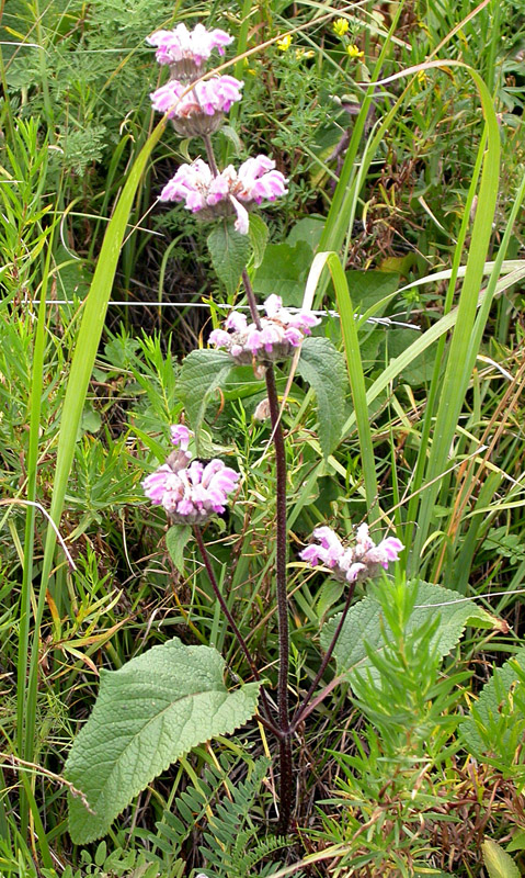 Image of Phlomoides pratensis specimen.