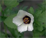 Hibiscus trionum