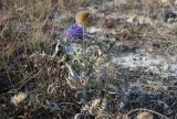 Echinops ritro. Цветущее и плодоносящее растение. Крым, окр. г. Феодосия, степь, обочина дороги. 04.11.2021.