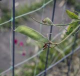 Lathyrus odoratus. Созревающий плод. Москва, БС МГУ, цветник. 01.09.2021.