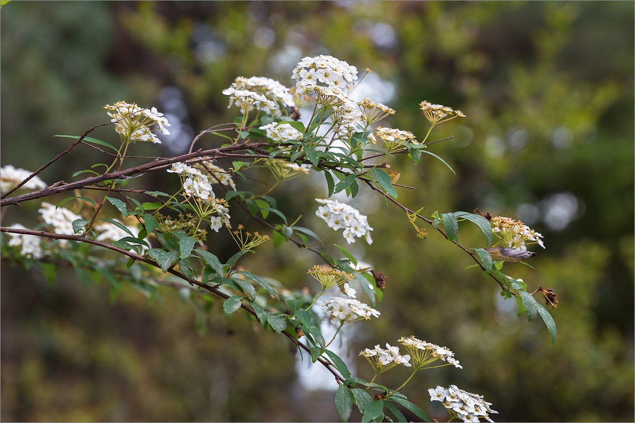 Image of genus Spiraea specimen.