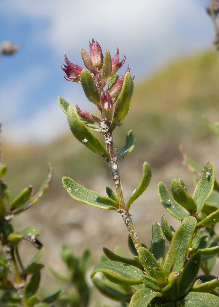 Image of Thymus pulchellus specimen.