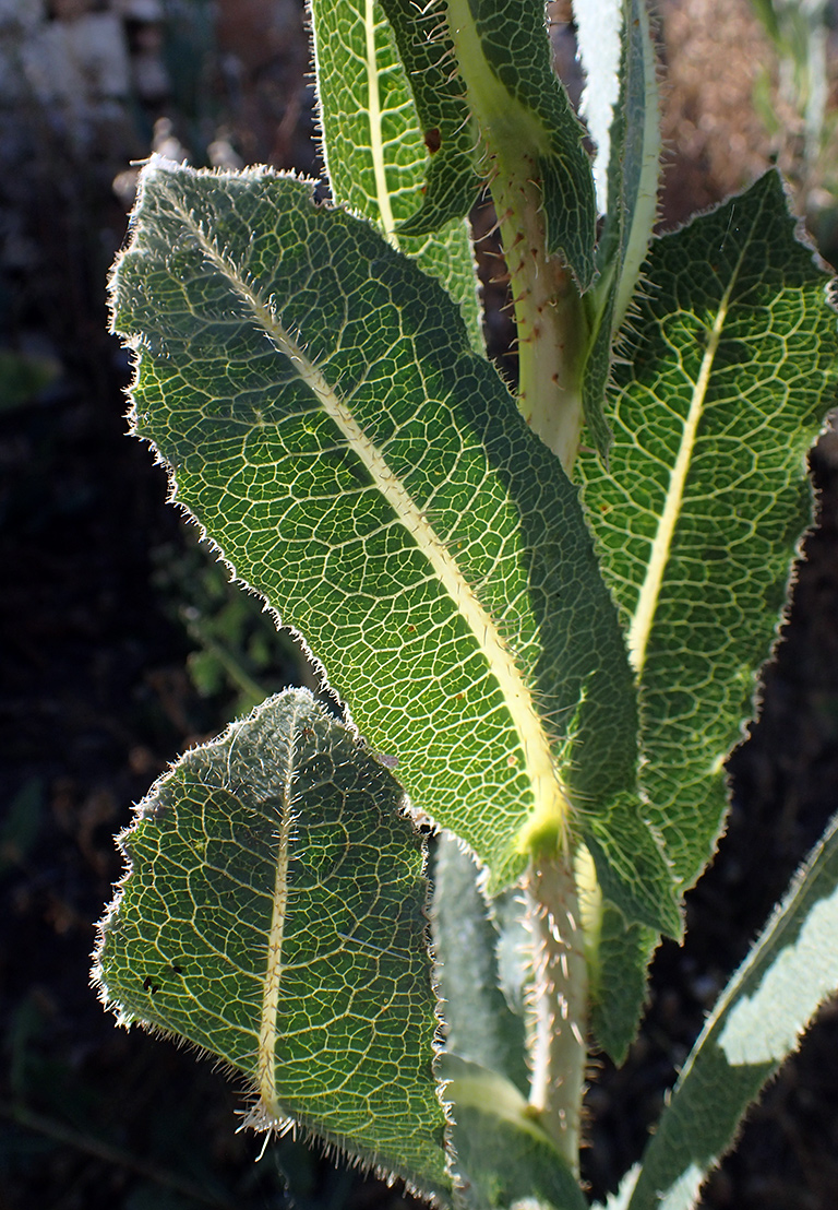 Изображение особи Lactuca virosa.