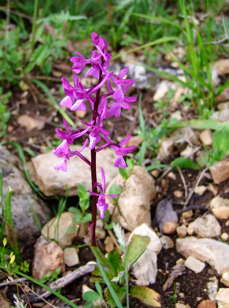 Изображение особи Orchis anatolica.
