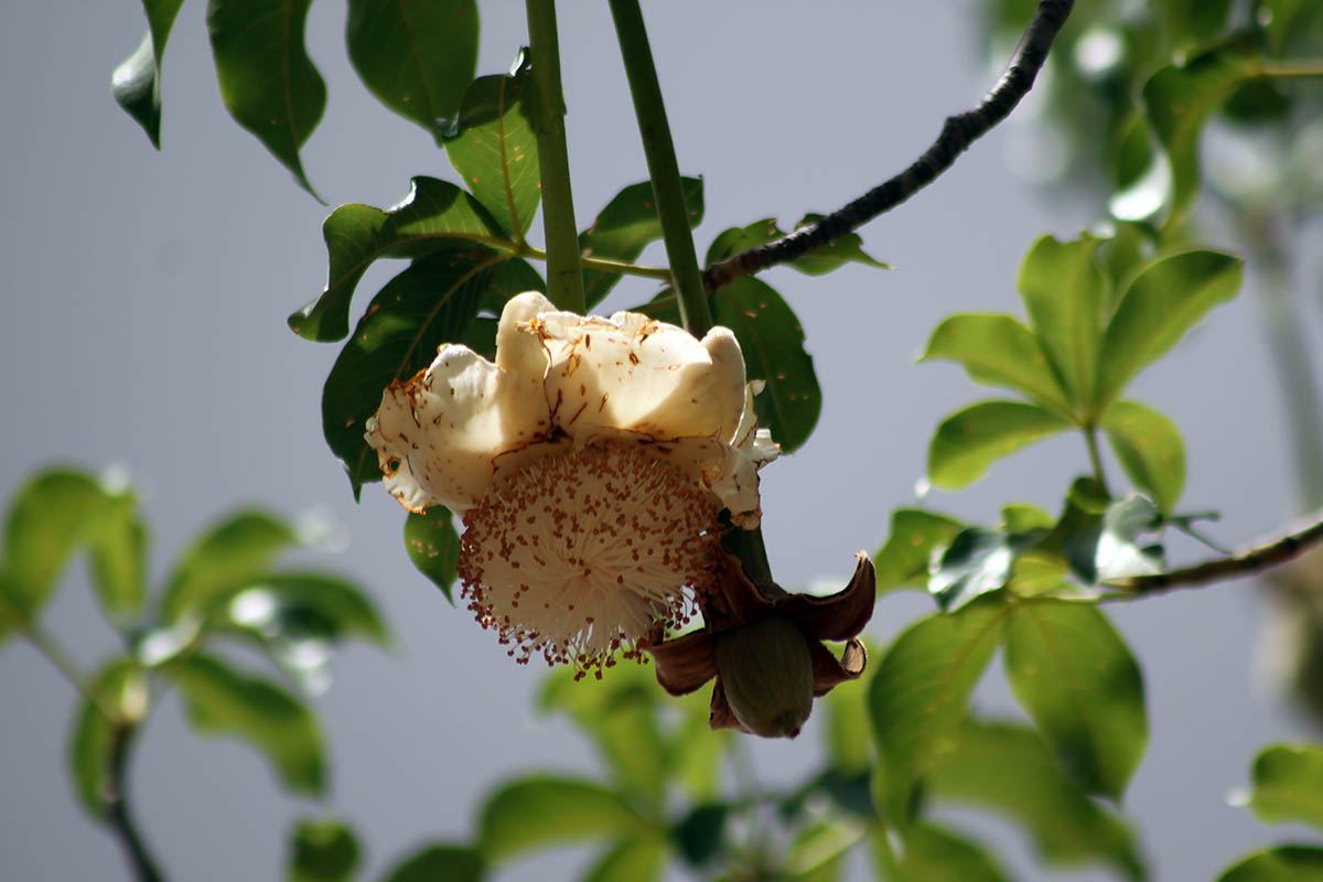 Image of Adansonia digitata specimen.