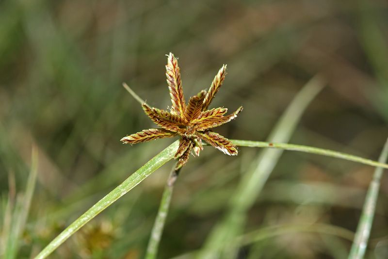 Image of Cyperus glaber specimen.