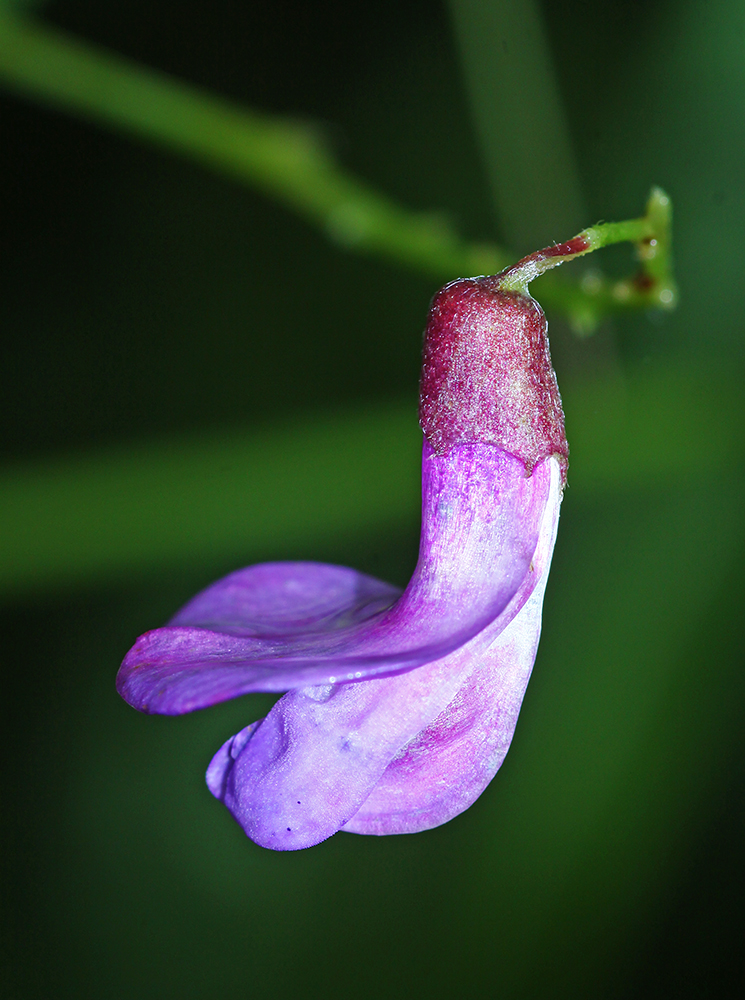 Изображение особи Vicia woroschilovii.