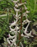 Corydalis ruksansii