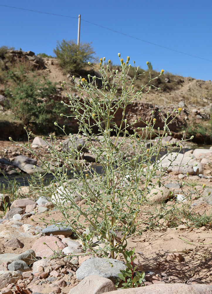 Image of Pulicaria gnaphalodes specimen.