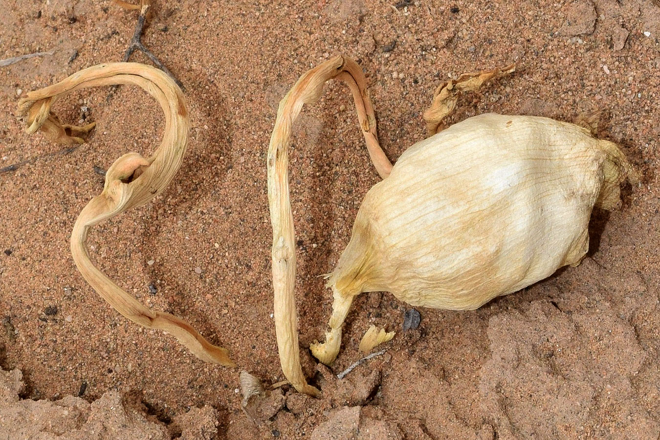 Image of Eminium lehmannii specimen.