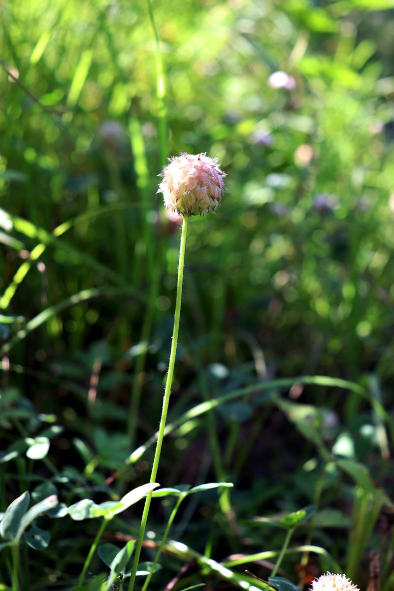 Image of Trifolium fragiferum specimen.