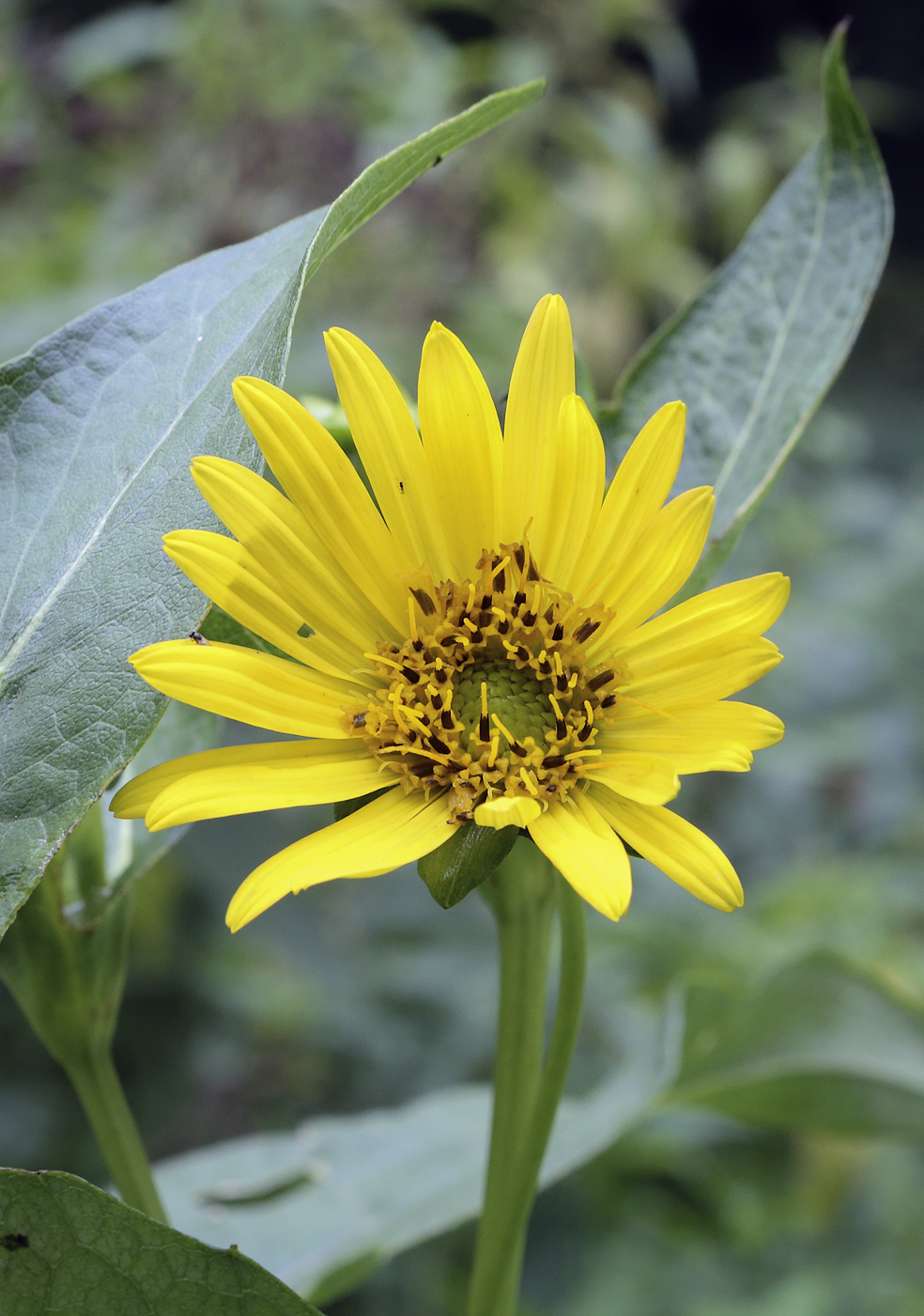 Изображение особи Silphium perfoliatum.