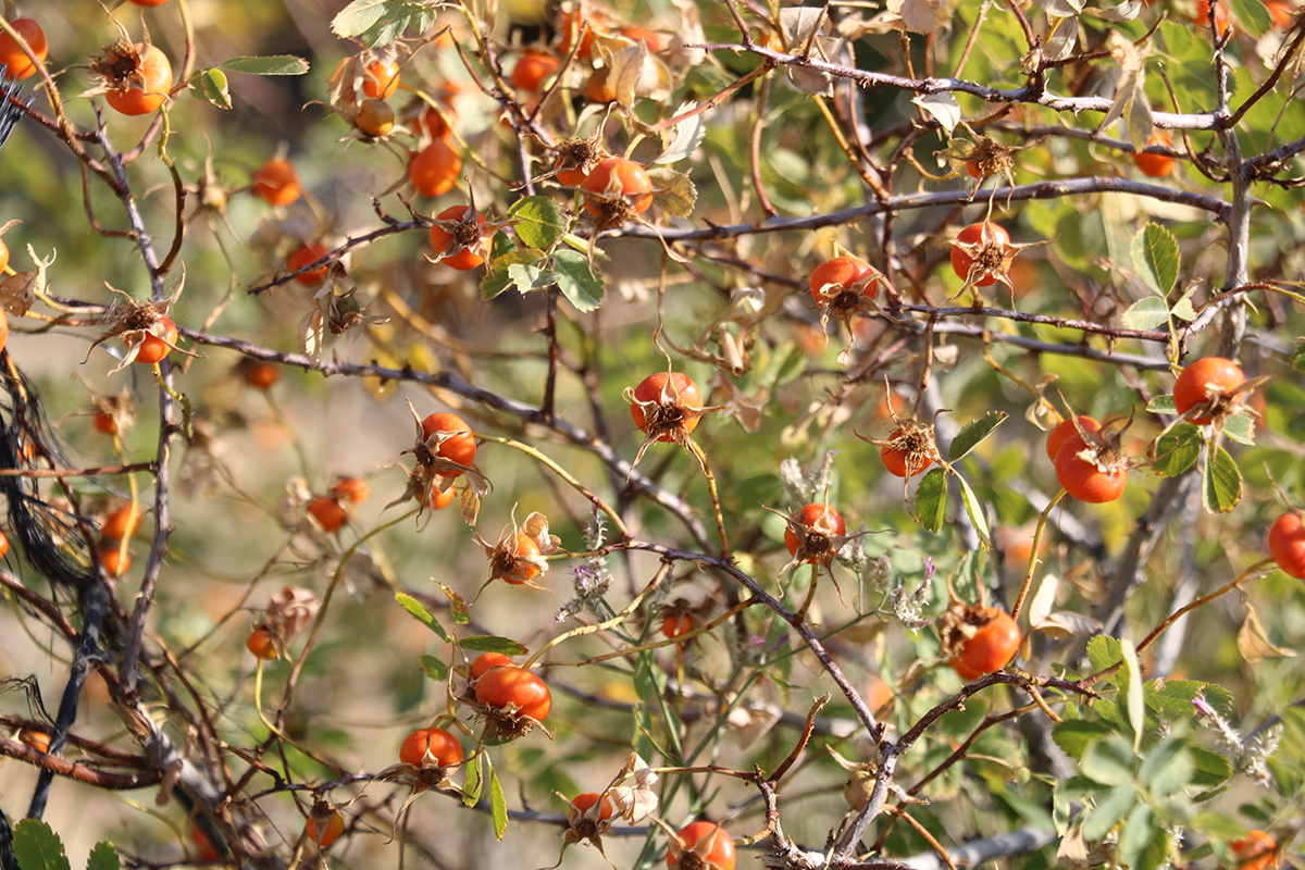 Image of Rosa rapinii specimen.