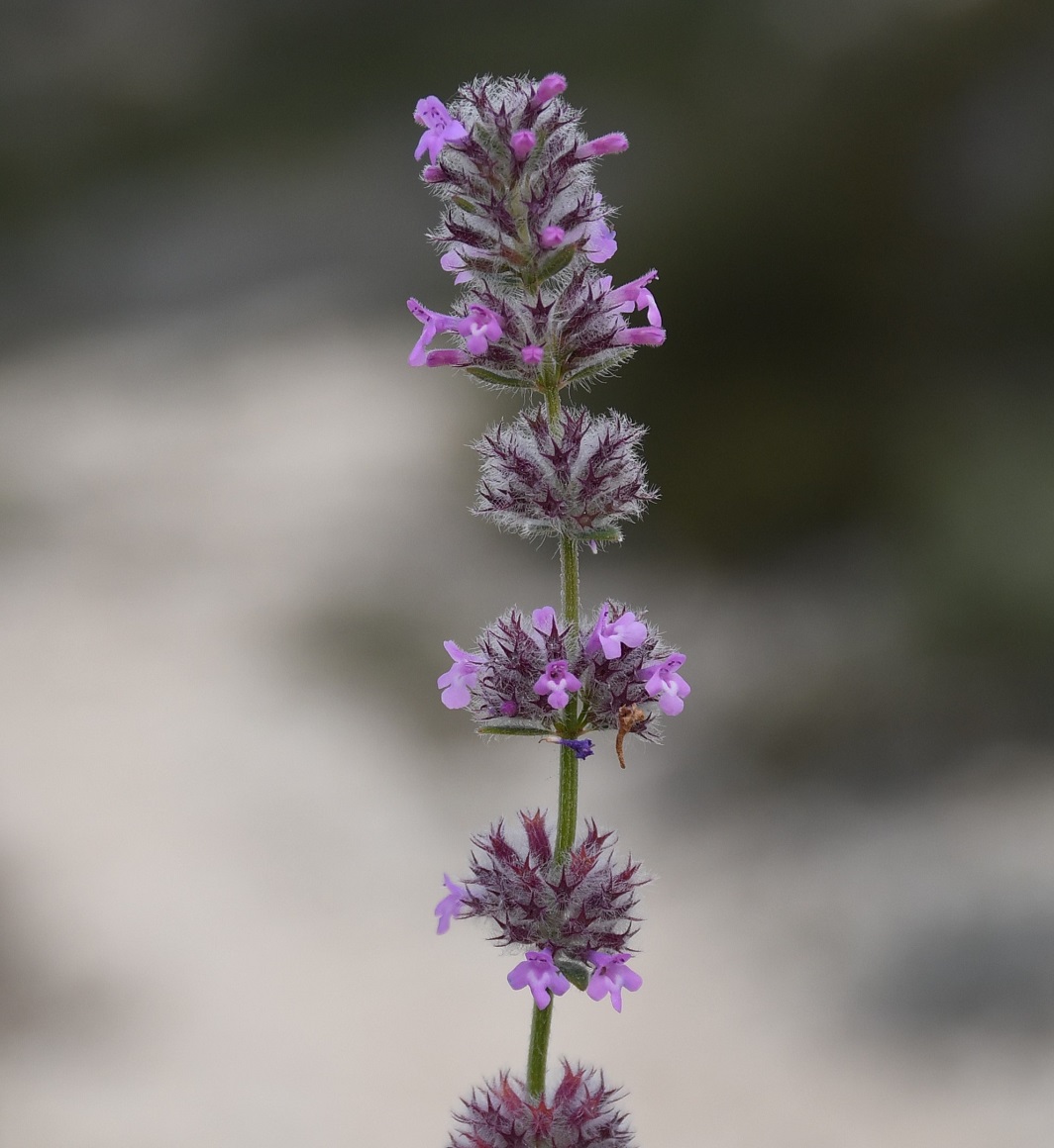 Image of Micromeria nervosa specimen.