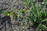 Medicago minima. Верхушка цветущего и плодоносящего растения в сообществе с Poaceae. Дагестан, Магарамкентский р-н, окр. с. Приморский, песчаный пляж. 05.05.2022.