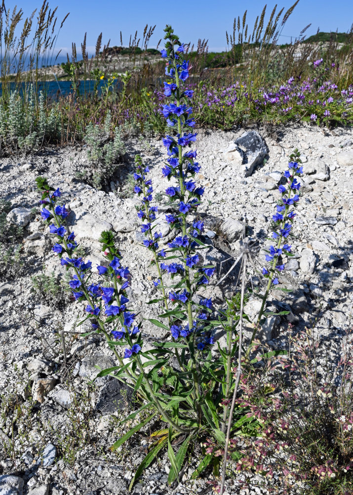 Image of Echium vulgare specimen.