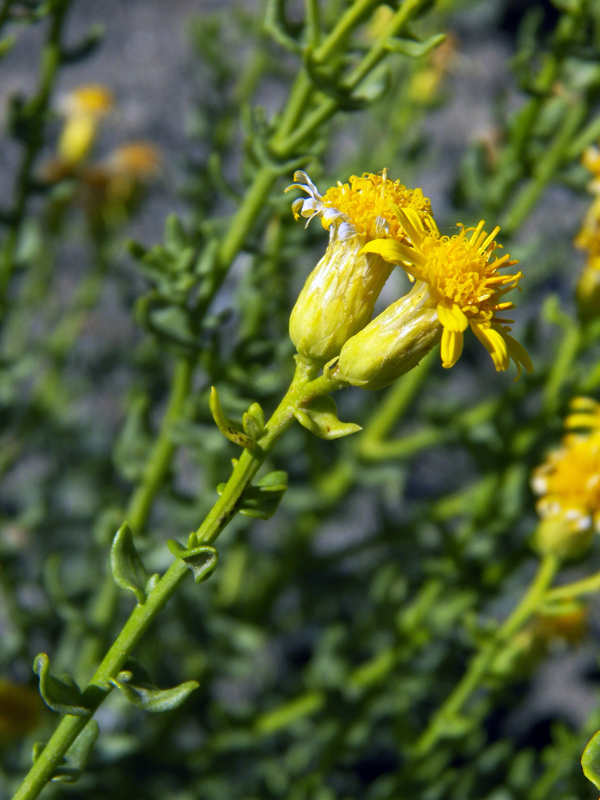 Image of Limbarda salsoloides specimen.