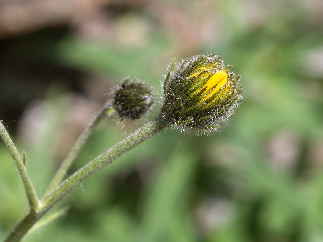 Изображение особи Hieracium glabriligulatum.