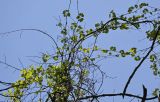 genus Vitis. Ветви. Дагестан, Магарамкентский р-н, Самурский лес, широколиственный лес. 05.05.2022.