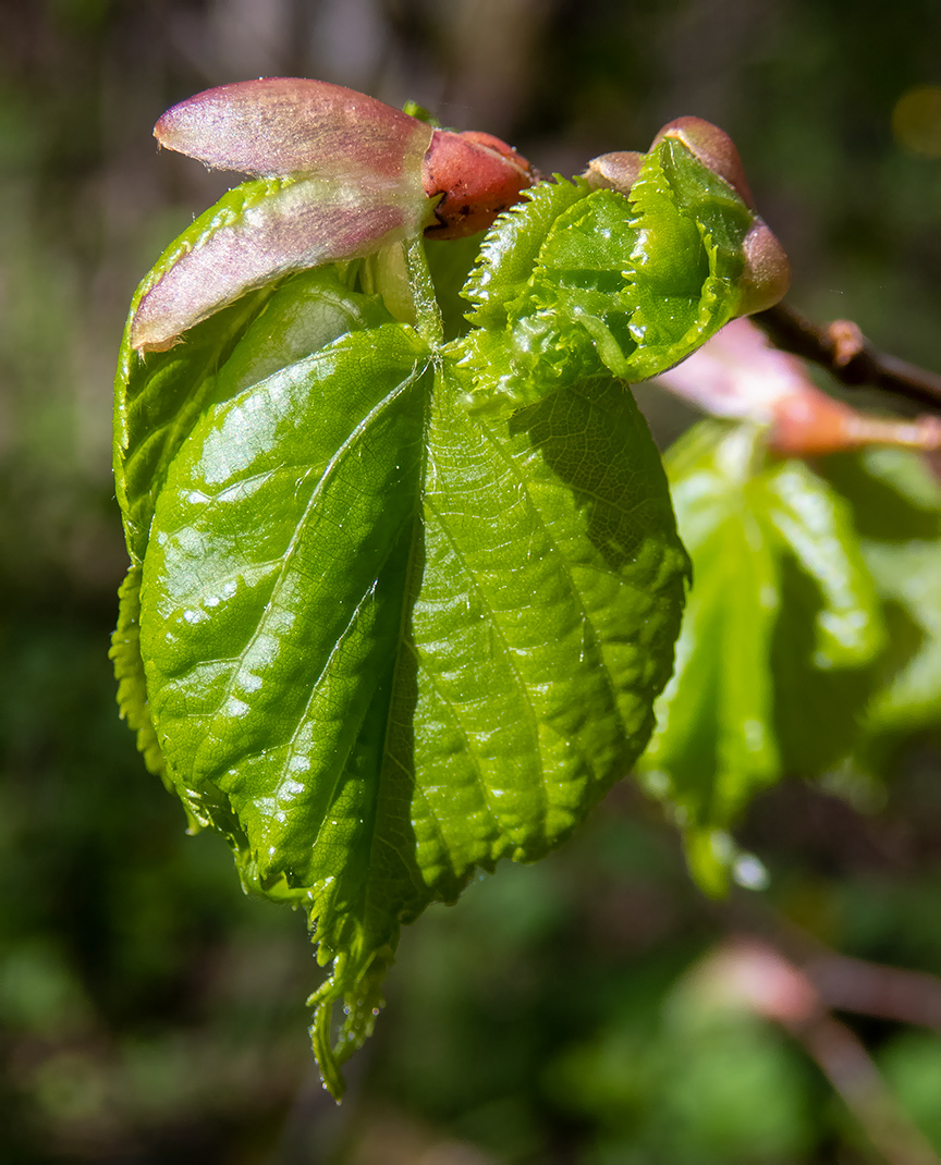 Image of Tilia cordata specimen.