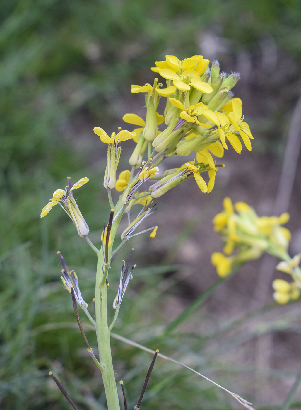 Изображение особи семейство Brassicaceae.