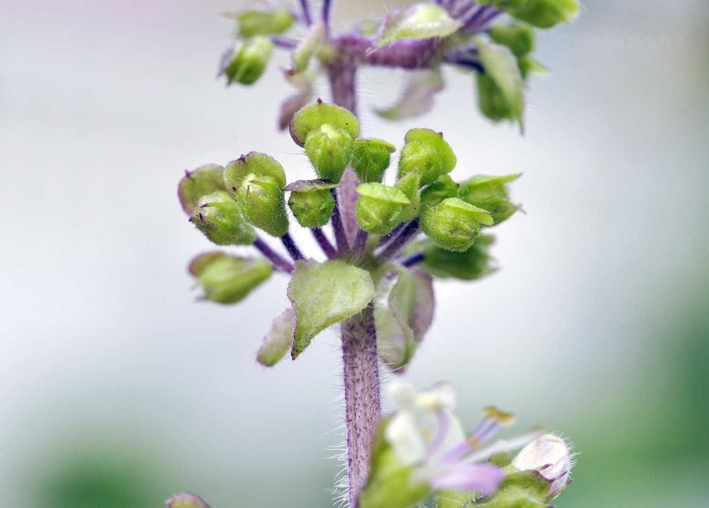 Image of Ocimum tenuiflorum specimen.