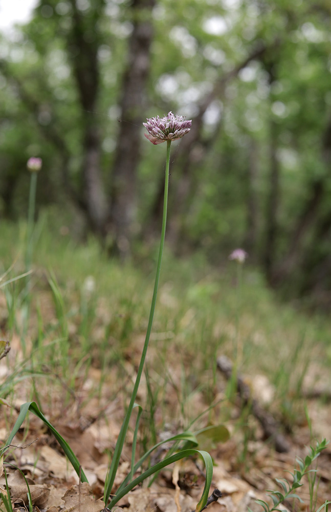 Image of Allium quercetorum specimen.