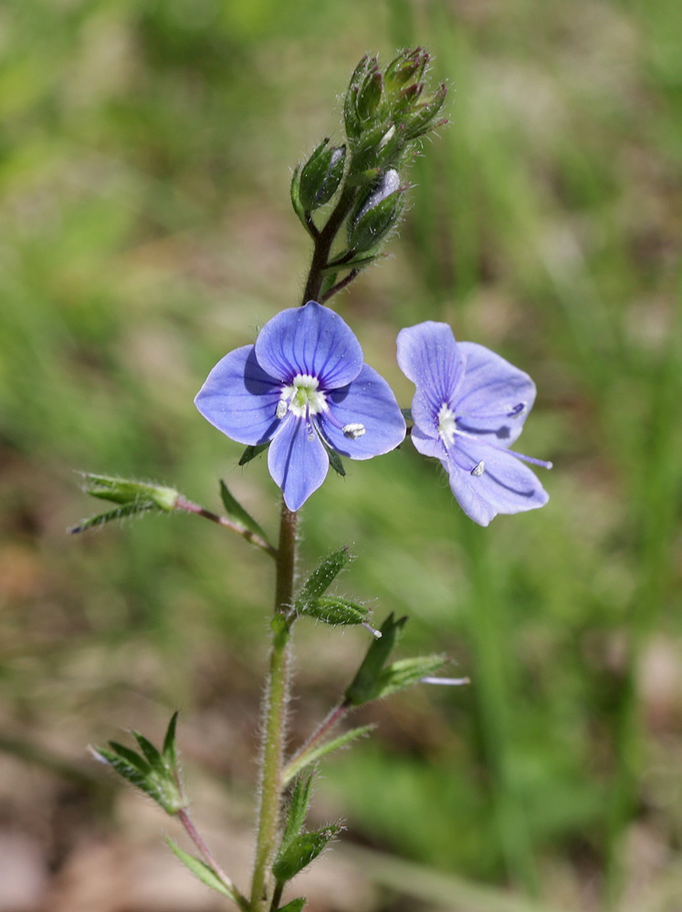 Image of Veronica chamaedrys specimen.