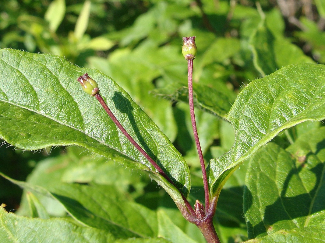 Image of Lonicera maximowiczii specimen.