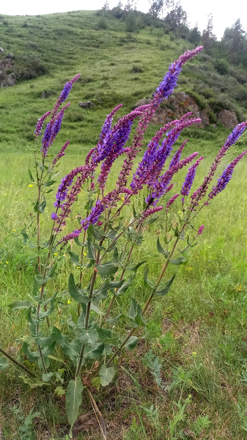 Image of Salvia deserta specimen.