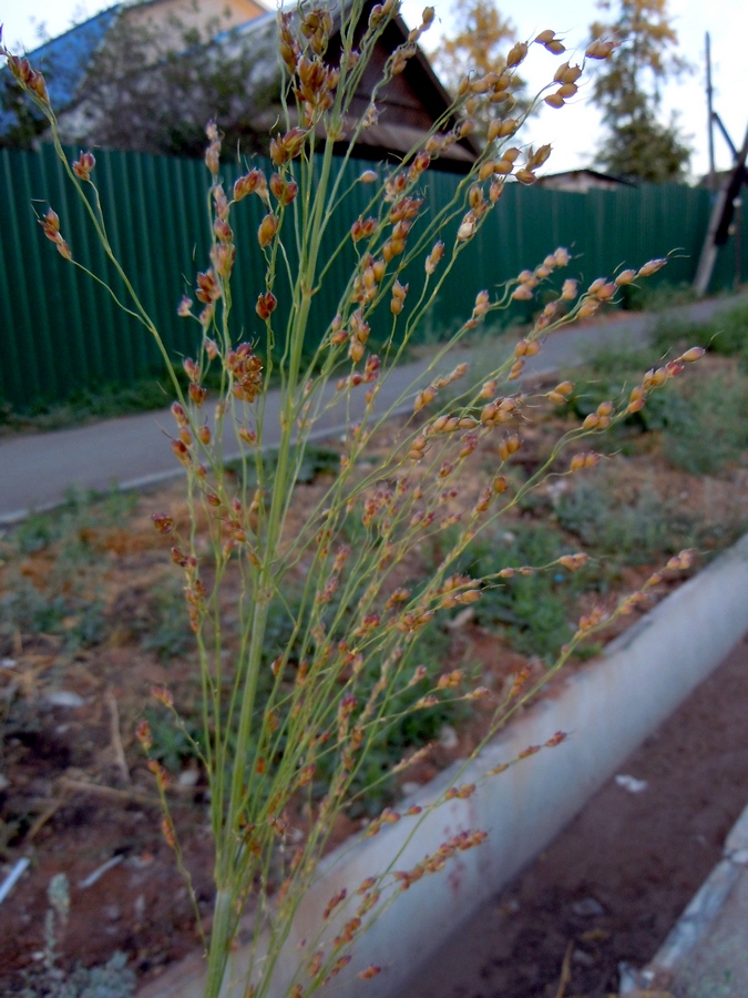 Image of Sorghum saccharatum specimen.